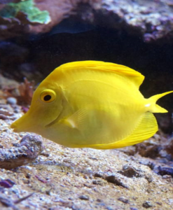 Gelber Doktorfisch