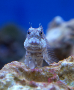 Algenblenny