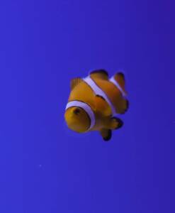 Falscher Clownfisch Nachzucht