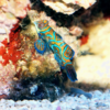 Mandarinfisch (Synchiropus splendidus)