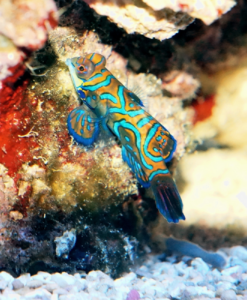 Mandarinfisch (Synchiropus splendidus)