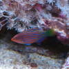 Sechstreifen Lippfisch (Pseudocheilinus hexataenia)