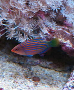 Sechstreifen Lippfisch (Pseudocheilinus hexataenia)