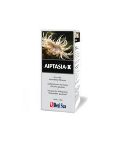 Alternative view of Red Sea Aiptasia-X