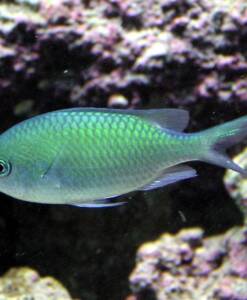 Grünes Schwalbenschwänzchen (Chromis viridis)