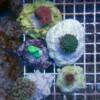 Korallenpaket Steinkorallen Spar-Paket LPS | 3 Stueck