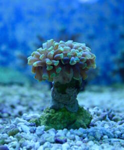 Euphyillia paraancora