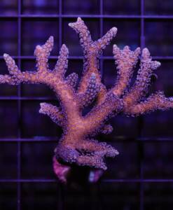Seriatopora caliendrum silber