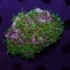 Briareum violaceum (Grüne Röhrenkoralle)