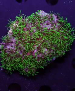 Briareum violaceum (Grüne Röhrenkoralle)