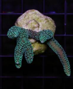 Seriatopora caliendrum grün