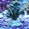 Montipora digitata grün