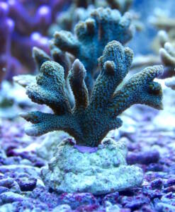 Montipora digitata grün