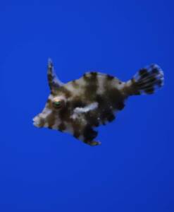 Acreichthys tomentosus (Tangfeilenfisch) Nachzucht