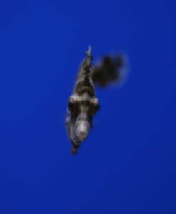 Alternative view of Acreichthys tomentosus (Tangfeilenfisch) Nachzucht