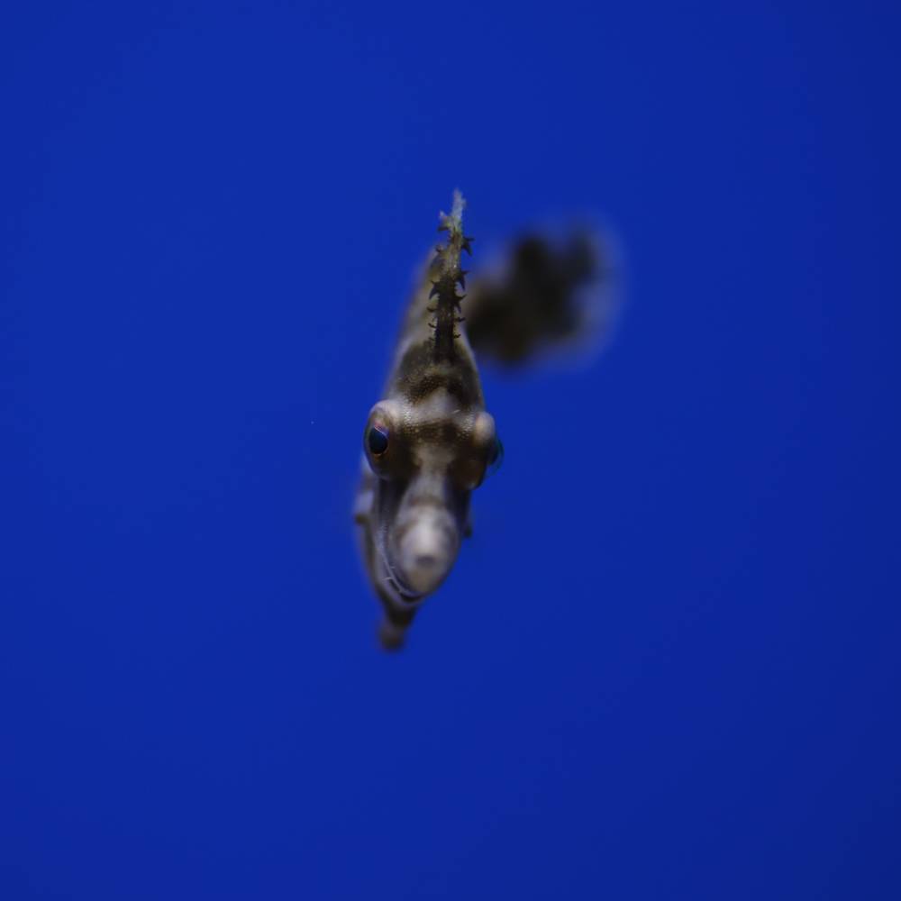 Acreichthys tomentosus Tangfeilenfisch – Bild 2