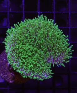 Sarcophyton sp. grün