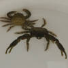 Mithraculus Sculptus (Grüne Dreieckskrabbe)