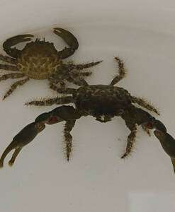 Mithraculus Sculptus (Grüne Dreieckskrabbe)