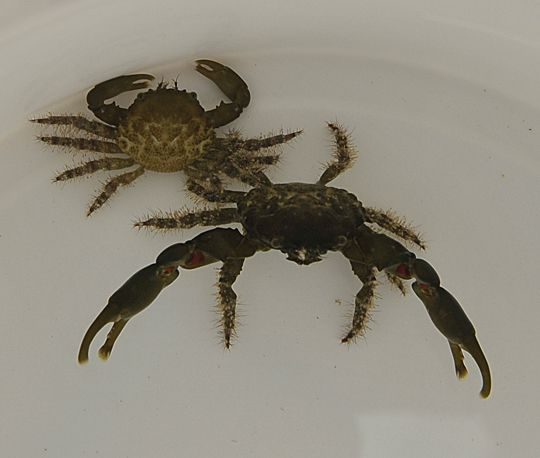 Mithraculus Sculptus (Grüne Dreieckskrabbe)