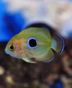 Centropyge flavissima (Zitronen-Zwergkaiserfisch) Nachzucht