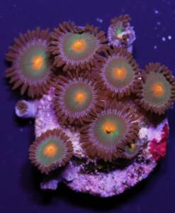 Zoanthus "Gorilla Nipple"