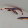 Pseudochromis aldabraensis (Aldabra-Zwergbarsch)