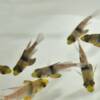 Sphaeramia nematoptera (Pyjama-Kardinalbarsch) Nachzucht