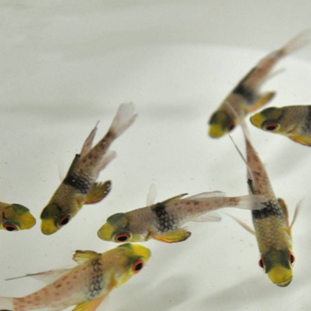 Sphaeramia nematoptera (Pyjama-Kardinalbarsch) Nachzucht