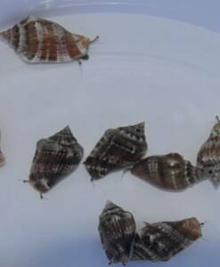 Kegelfechterschnecke (Strombus spp.)