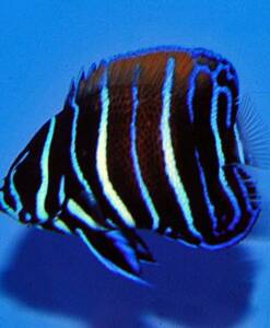Pomacanthus navarchus (Traumkaiser) Nachzucht