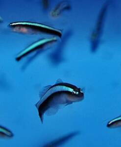 Elacatinus oceanops (Neongrundel) Nachzucht