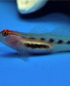 Elacatinus puncticulatus (Rotkopfgrundel) Nachzucht