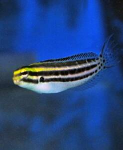 Meiacanthus grammistes (Zebra Schleimfisch) Nachzucht