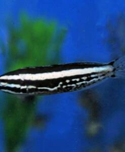 Meiacanthus kamoharai (Kamohara Schleimfisch) Nachzucht