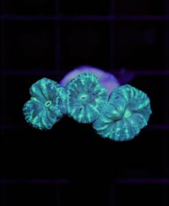 Caulastrea furcata L