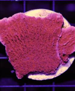 Montipora foliosa rot