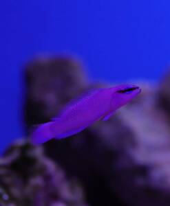 König Salomon Zwergbarsch (Pseudochromis fridmani Nachzucht)