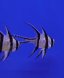 Pterapogon kauderni (Kardinalbarsch) Nachzucht