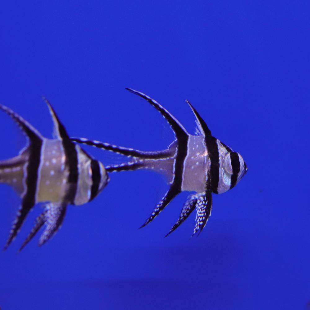 Pterapogon kauderni (Kardinalbarsch) Nachzucht
