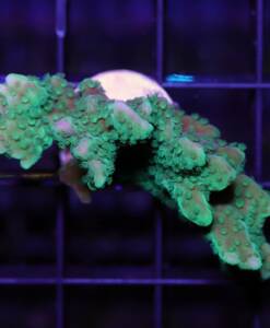 Montipora capitata