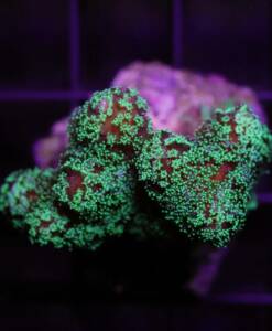 Stylophora pistillata grün
