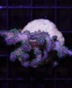 pocillopora "Tricolor"