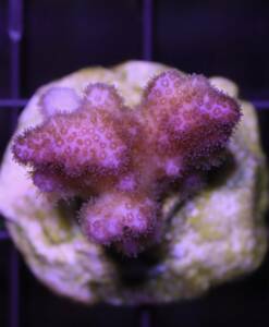 Poccilopora damicornis pink