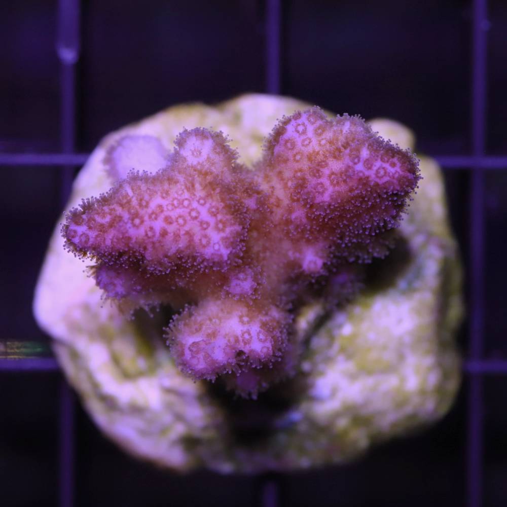 Poccilopora damicornis pink M