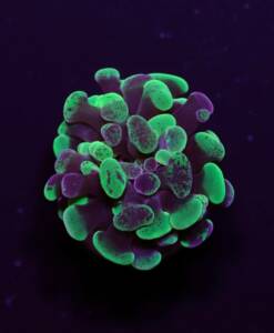 Euphyillia paraancora "Toxic Green"