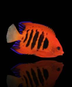 Centropyge loricula - Flammenkaiser