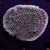 Montipora danae