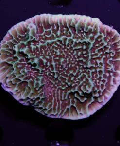 Montipora danae