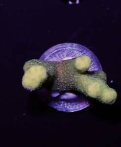 Porites sp. "Yellow"